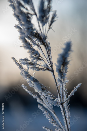 frozen vegetation in winter on blur background