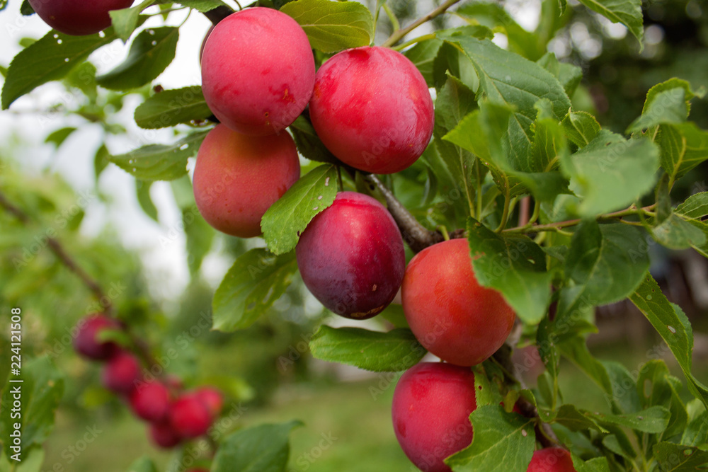 Unusual bright pink and red slightly moist plums on a curved branch against a green background. Unusual bright pink and red slightly moist plums on a curved branch against a green background.