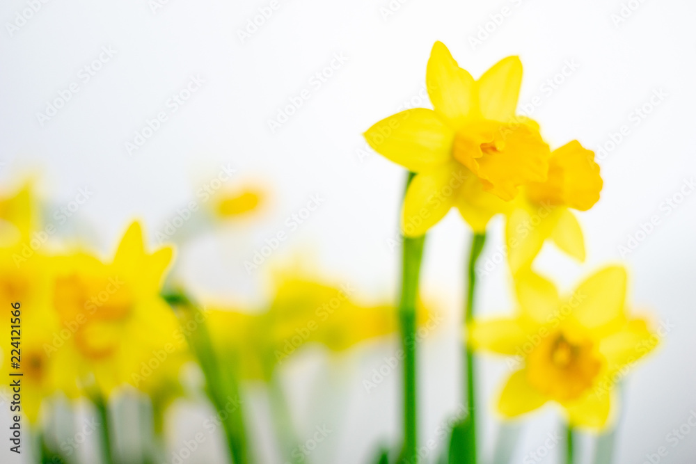 doffodil flowers on a white background doffodil flowers on a white background