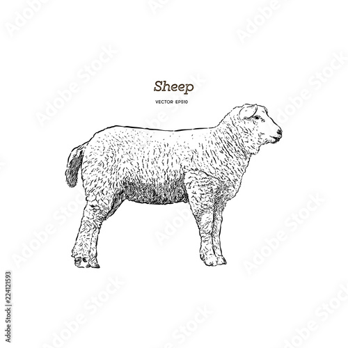 Sheep sketch style.