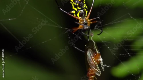 Spiny Orb Weaver (Micrathena sp.) approaching a flying ant immobilised in its web prior to eating it. In the rainforest understory at night in the Ecuadorian Amazon. photo
