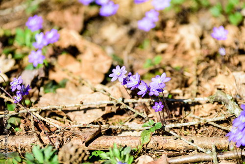 liverleaf flowers, Hepatica nobilis, in spring forest bed