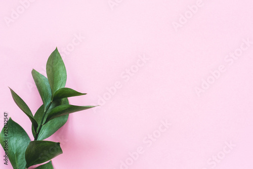 Eucalyptus branch on pink background with copy space for text. Trendy feminine design background, workspace