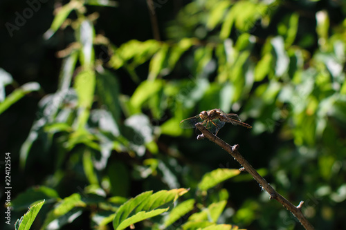 Dragonfly on leaf © Yaroslav