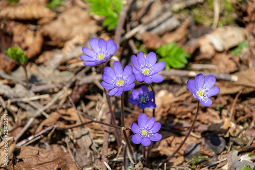 liverleaf flowers, Hepatica nobilis, in spring forest bed