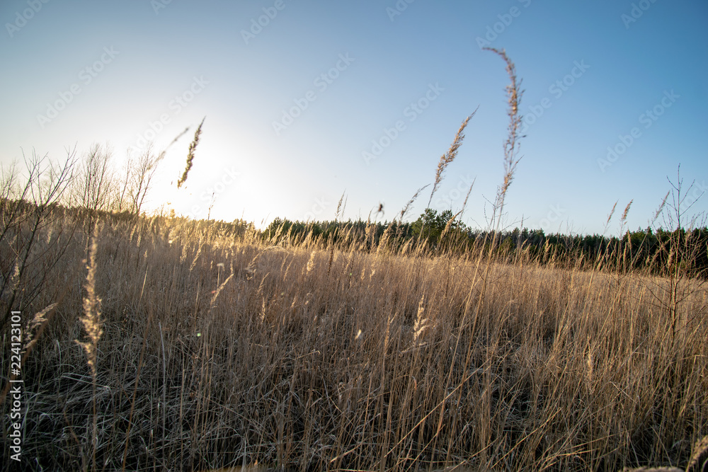 Obraz premium bents in sunset by the lake