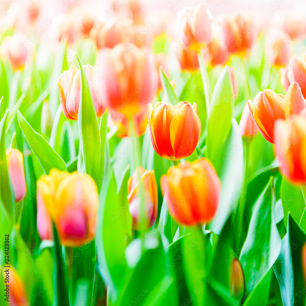 Beautiful bouquet of tulips nature background. Beautiful bouquet of tulips nature background.