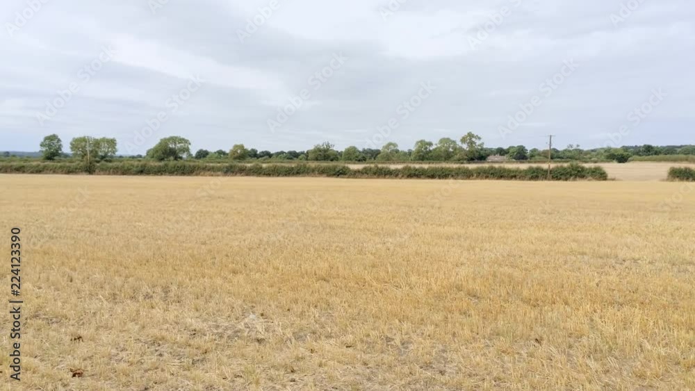 Aerial view, sideways move above ground. Yellow wheat or rye stubble field in Cheshire