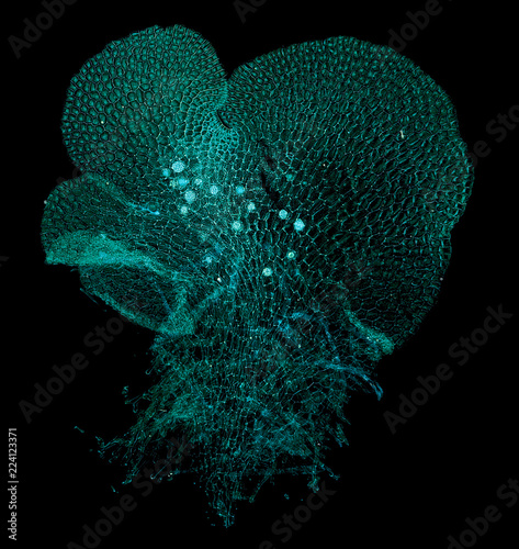 fern prothallium - cross section cut under the microscope – microscopic view of plant cells for botanic education photo