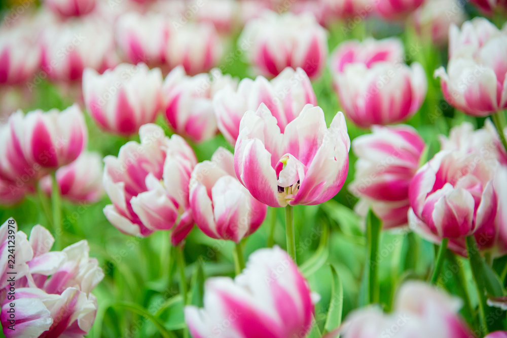 Beautiful bouquet of tulips in the garden ,nature background.