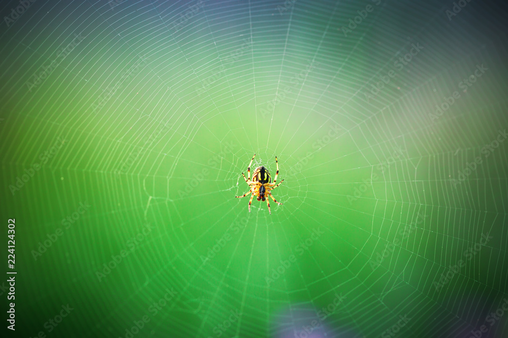Spider on the web, macro shot Spider on the web, macro shot