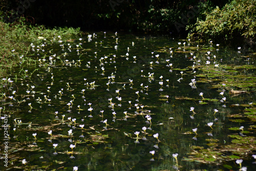 池に咲いた白い花
