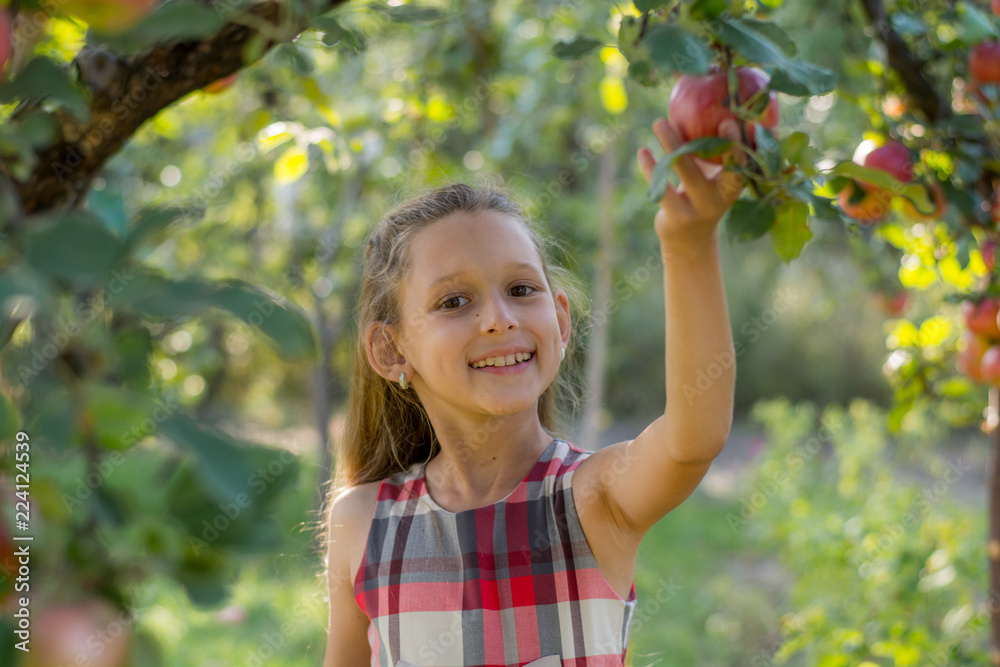 Beautiful girl in an apple orchard. A child tears apples from a tree. Picking apples Beautiful girl in an apple orchard. A child tears apples from a tree. Picking apples