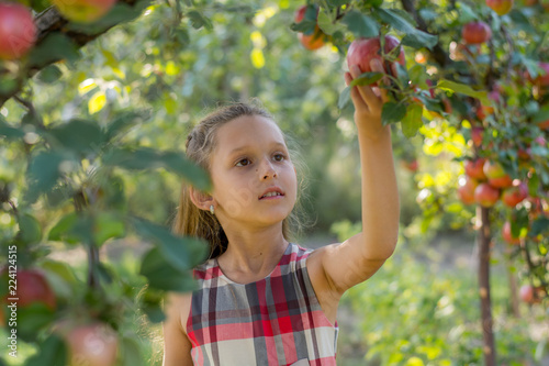 Beautiful girl in an apple orchard. A child tears apples from a tree. Picking apples