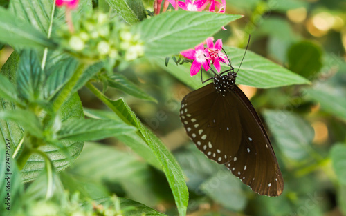 Brown color butterfly hold on pink flower. photo