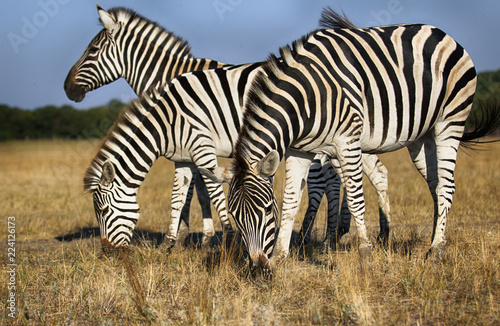  herd of zebras grazes