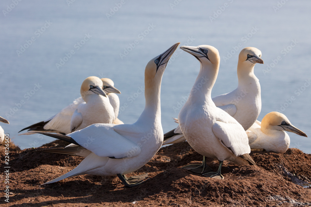 Obraz premium Welcome ceremony of the gannets at the nest