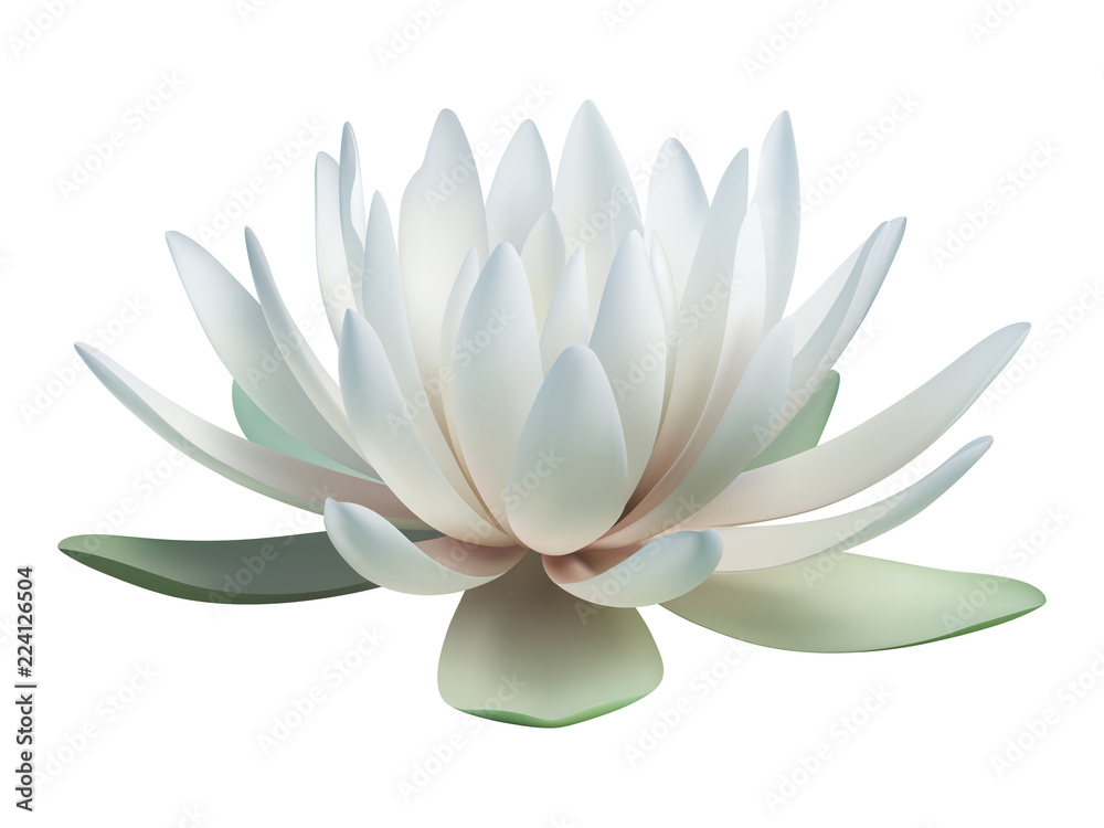 Lotus flower isolated on white. Vector illustration Stock Vector ...