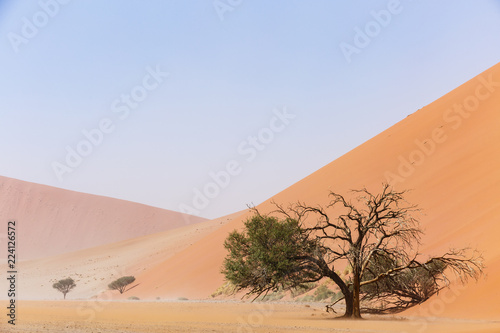 Akazie am Fuß einer Sanddüne, Düne 45, Sossusvlei, Namib-Naukluft-Nationalpark