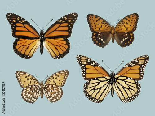 Monarch Butterfly (Danais Archippus) from Moths and butterflies of the United States (1900) by Sherman F. Denton (1856-1937). Digitally enhanced by rawpixel.