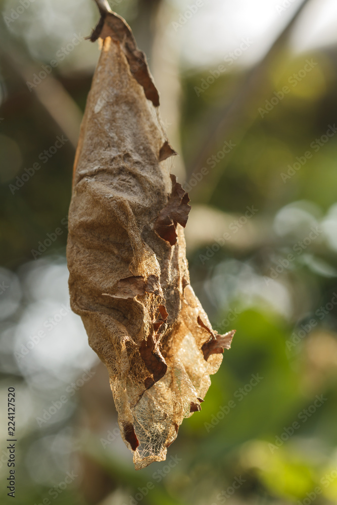 Gray color pupa of the butterfly.