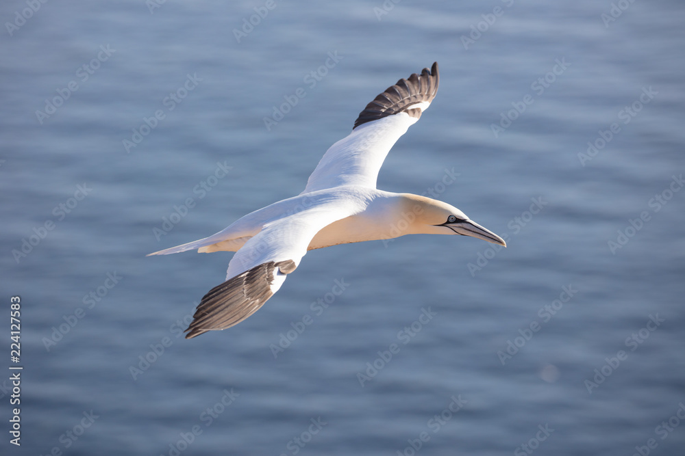 The northern gannet is a shock diver who dives into the sea in a quick nosedive to hunt for fish The northern gannet is a shock diver who dives into the sea in a quick nosedive to hunt for fish