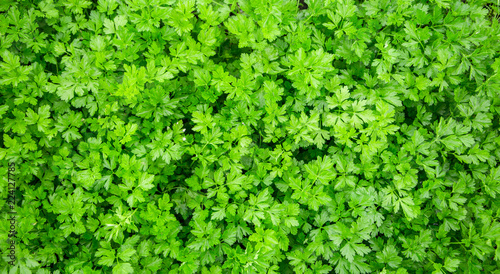 Close-up of a parsley branches and leaves in a garden. © komarinansk