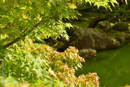 日本庭園