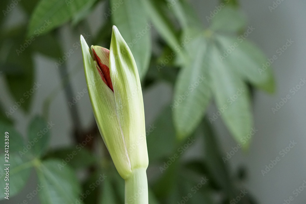Roter Amaryllis blüht vor Weihnachten Roter Amaryllis blüht vor Weihnachten