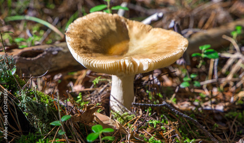 mashrooms in autumn forest, close up, blur effect
