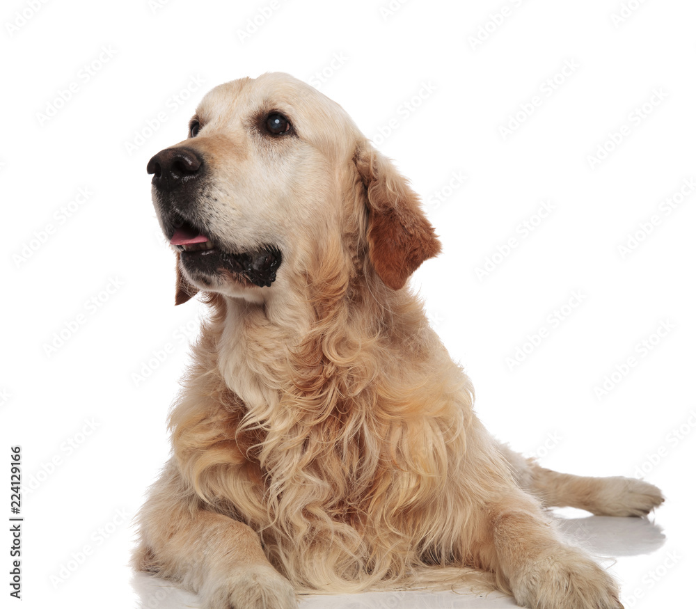 surprised golden retriever looks up to side while lying