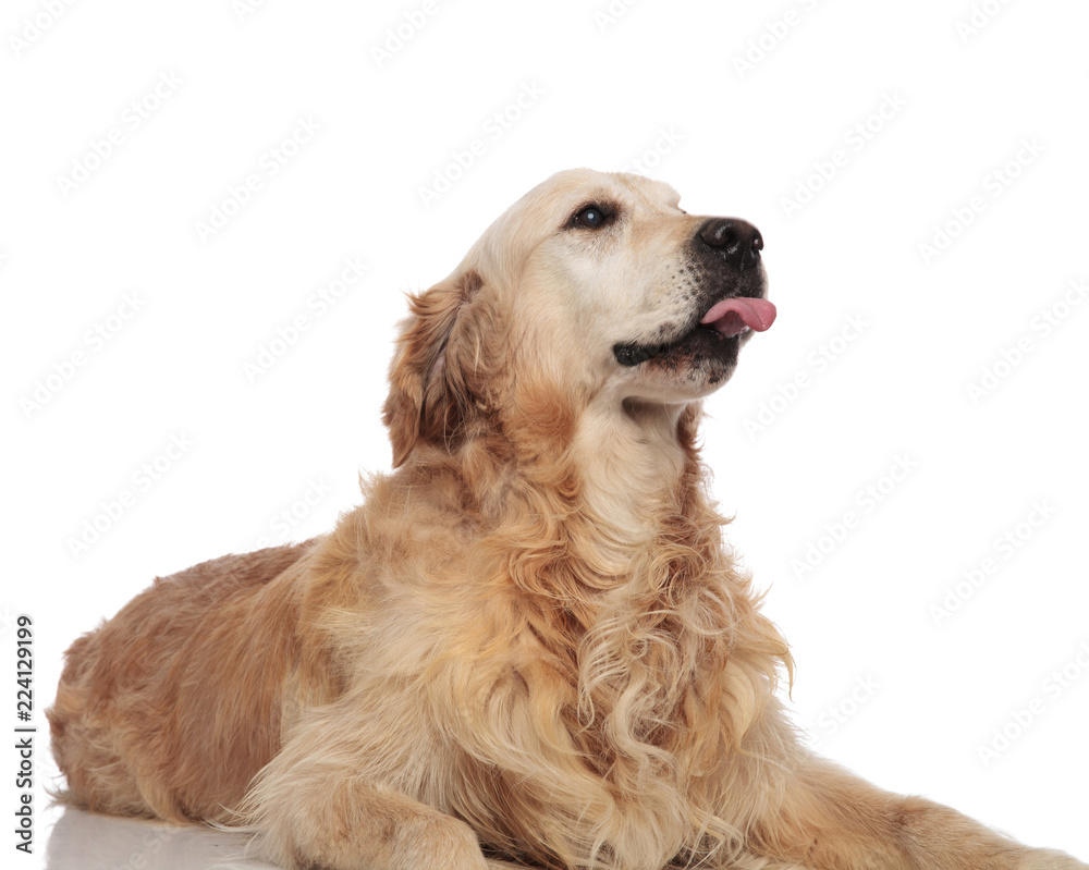 adorable golden retriever with tongue exposed lies and looks up adorable golden retriever with tongue exposed lies and looks up