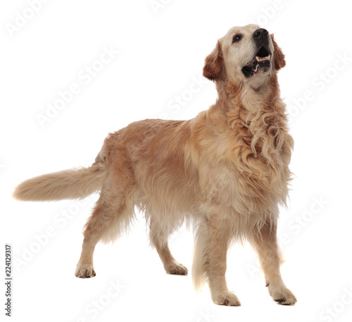 agressive golden retriever standing and looking up to side