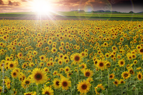 Fototapeta Naklejka Na Ścianę i Meble -  Sonnenblumenfeld bei Abendlicht
