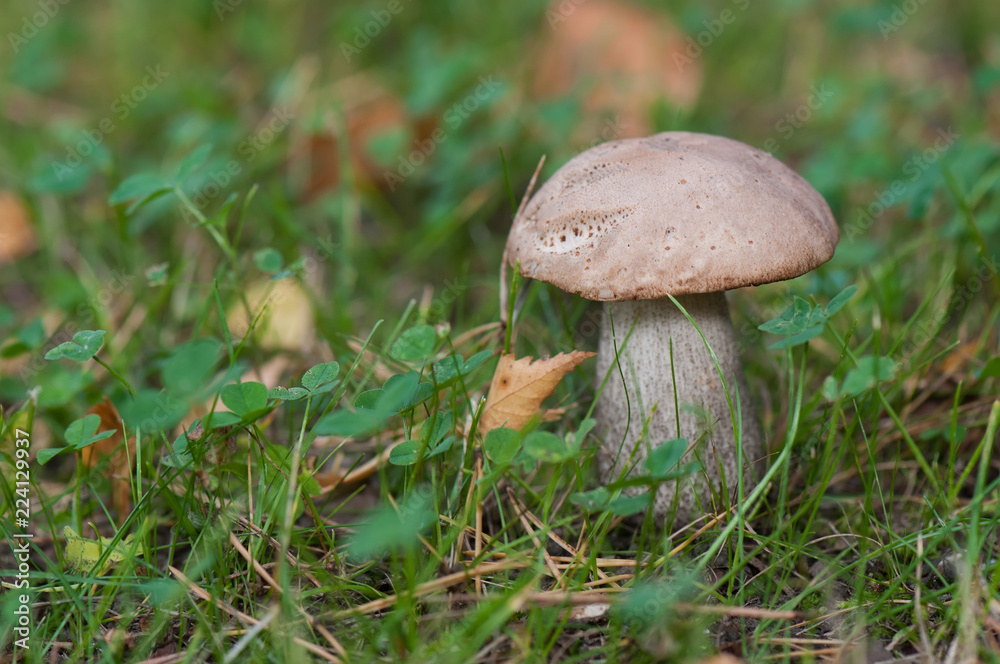 Boletus on grass. Boletus on grass.