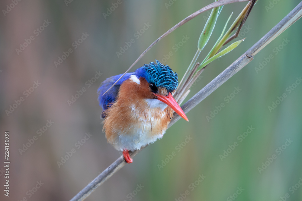 Obraz premium Malachite Kingfisher