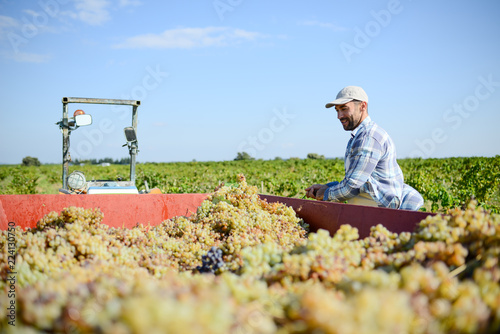 handsome man farmer in the vine, harvesting grapes during wine harvest season in vineyard