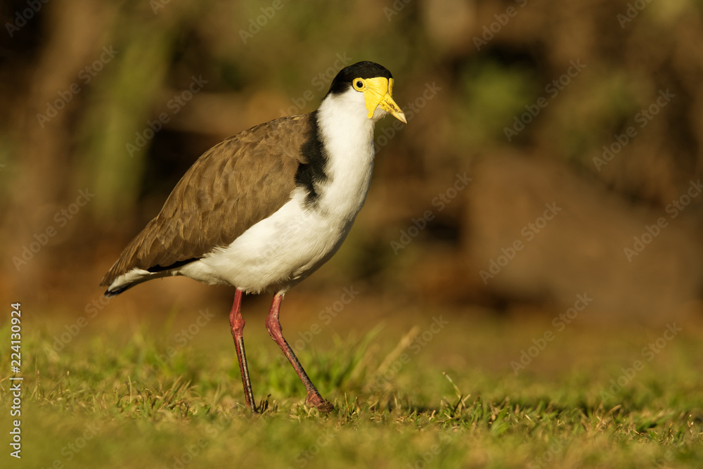 Vanellus miles - Masked Lapwing, wader from Australia and New Zealand Vanellus miles - Masked Lapwing, wader from Australia and New Zealand