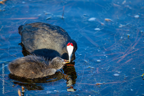 Red Knobed Coot feeding chick photo