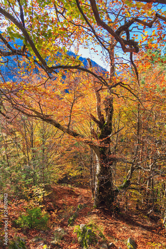 Beautiful landscape view of the autumn colors in the forest of the Rila Nature Park mountains in October in Bulgaria