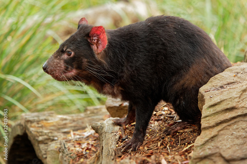 Sarcophilus harrisii - Tasmanian Devil in the night and day in Australia © phototrip.cz