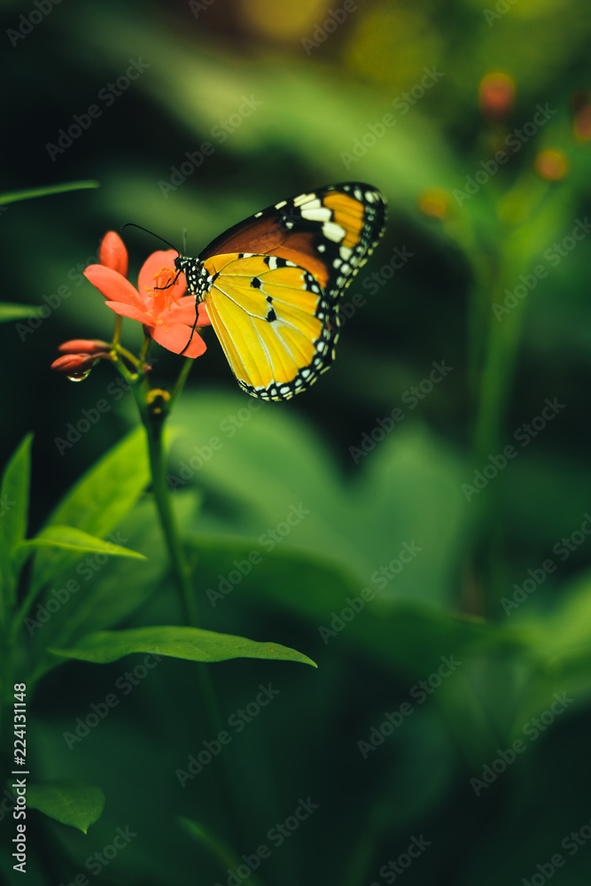 Obraz premium butterfly 