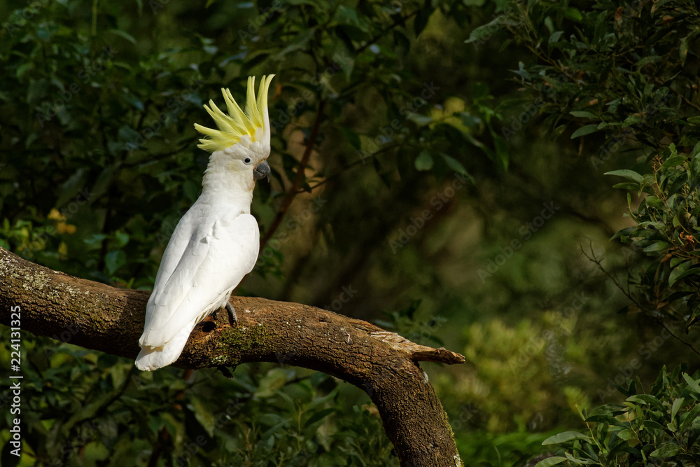 Ταπετσαρία Cacatua galerita - Sulphur-crested Cockatoo sitting on the branch in Australia