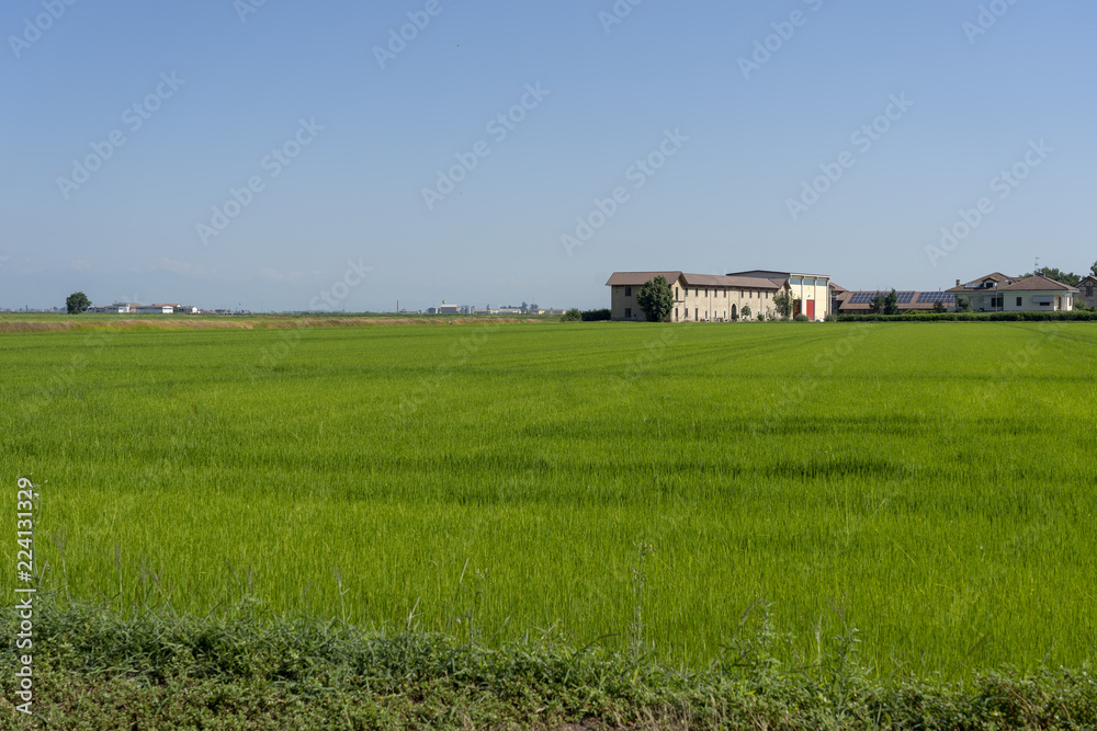 Countryside near Vercelli, Italy, at summer