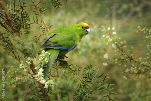 Yellow-crowned Parakeet - kakariki - Cyanoramphus auriceps feeding in the bush in New Zealand photo