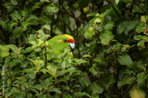 Yellow-crowned Parakeet - kakariki - Cyanoramphus auriceps feeding in the bush in New Zealand photo