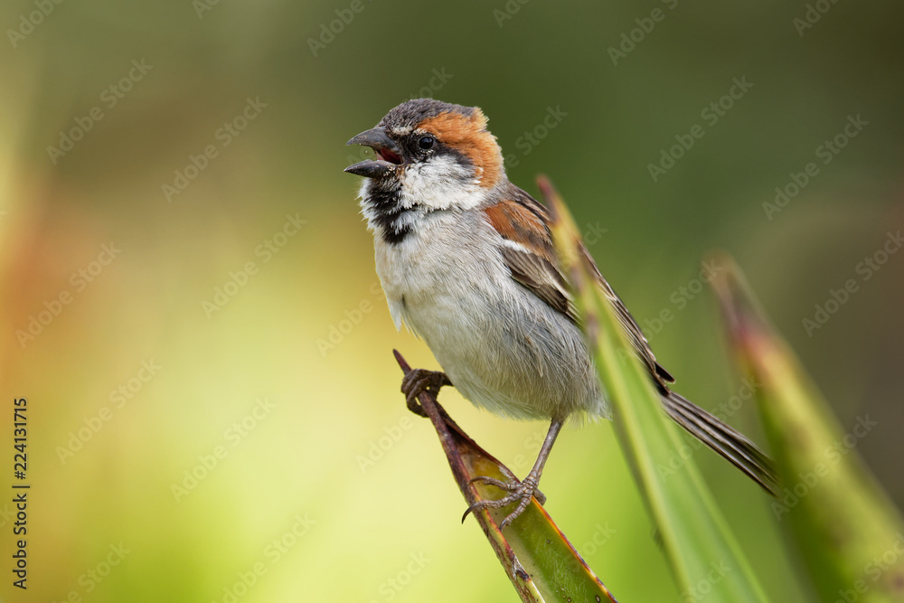 Obraz premium Iago Sparrow - Passer iagoensis - male - also known as the Cape Verde or rufous-backed sparrow, is endemic to the Cape Verde archipelago, in the eastern Atlantic Ocean near western Africa