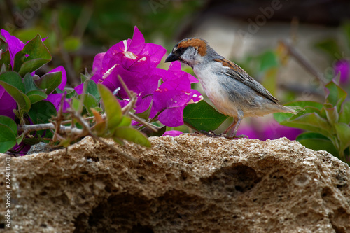 Iago Sparrow - Passer iagoensis - male - also known as the Cape Verde or rufous-backed sparrow, is endemic to the Cape Verde archipelago, in the eastern Atlantic Ocean near western Africa
