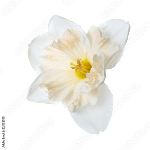 Fototapeta Naklejka Na Ścianę i Meble -  Beautiful daffodil flower isolated on white background.