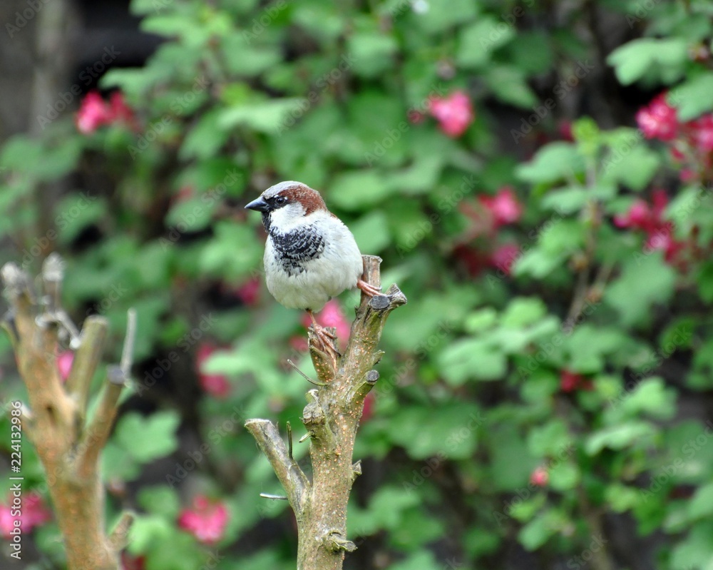 Naklejka premium Haussperling